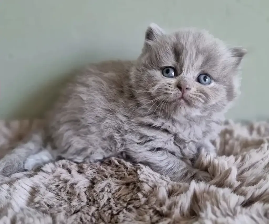 British shorthair available