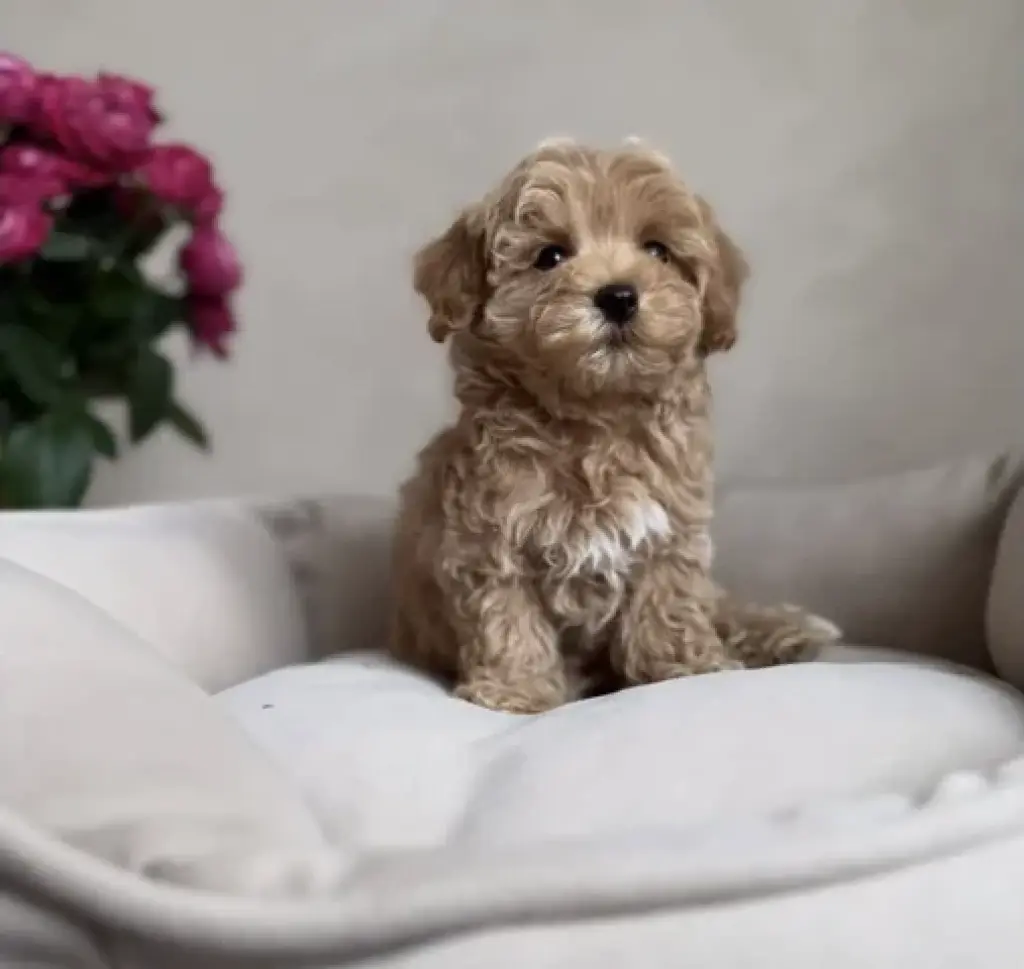 2 CAVAPOO AVAILABLE