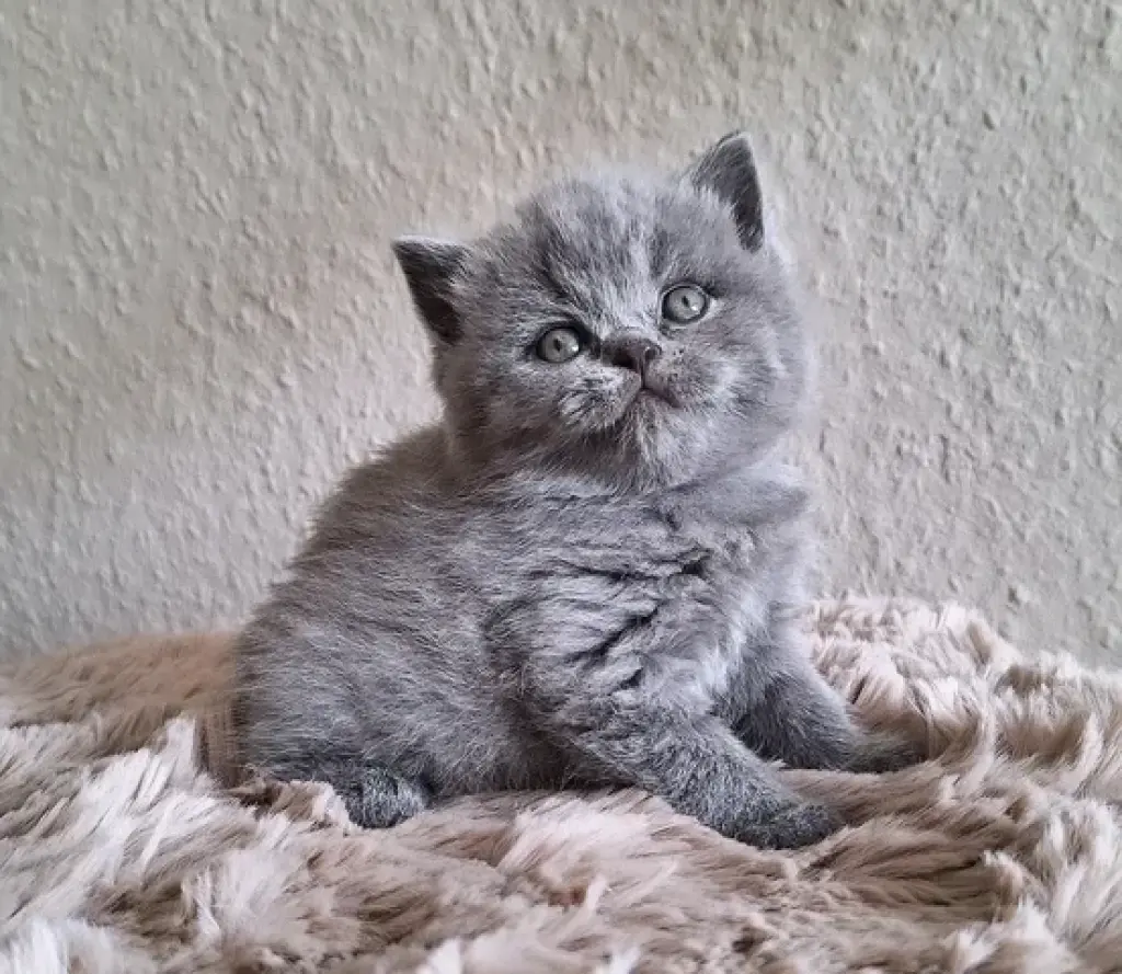 British shorthaired For sale