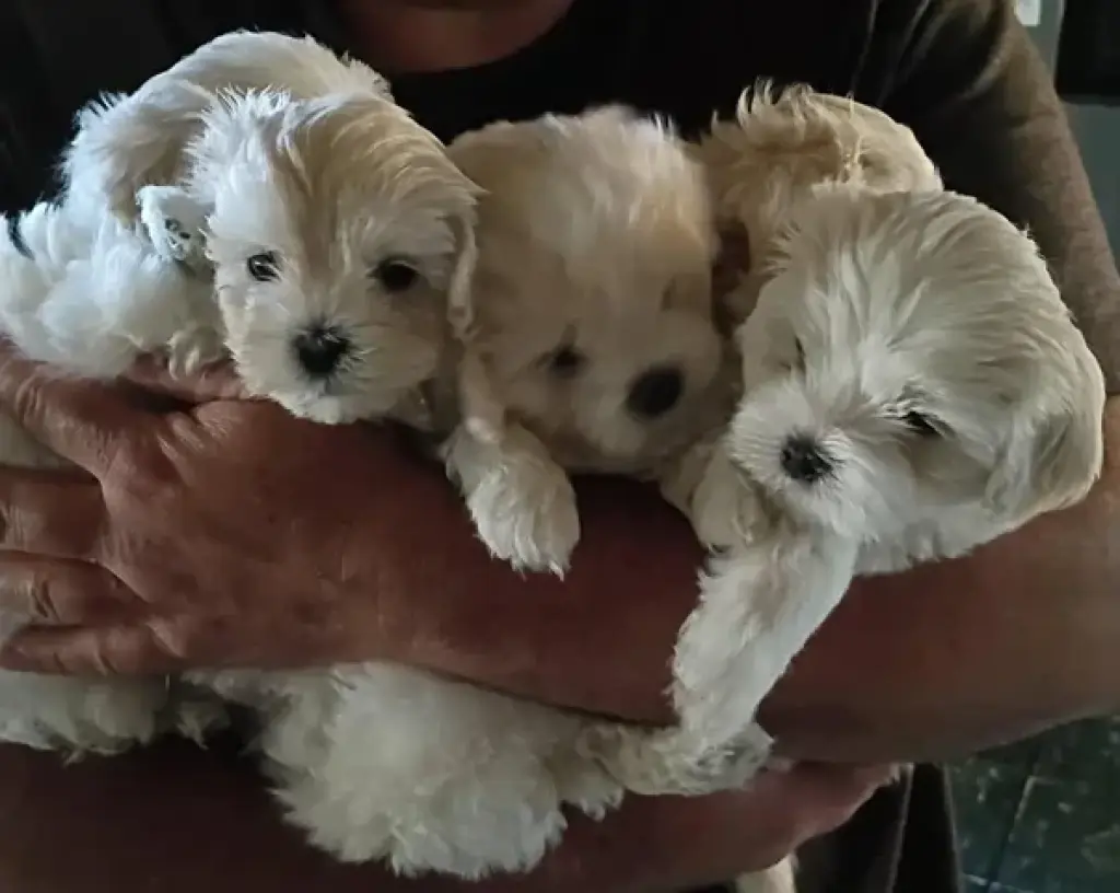 ¡Hermosos cachorros Maltipoo!