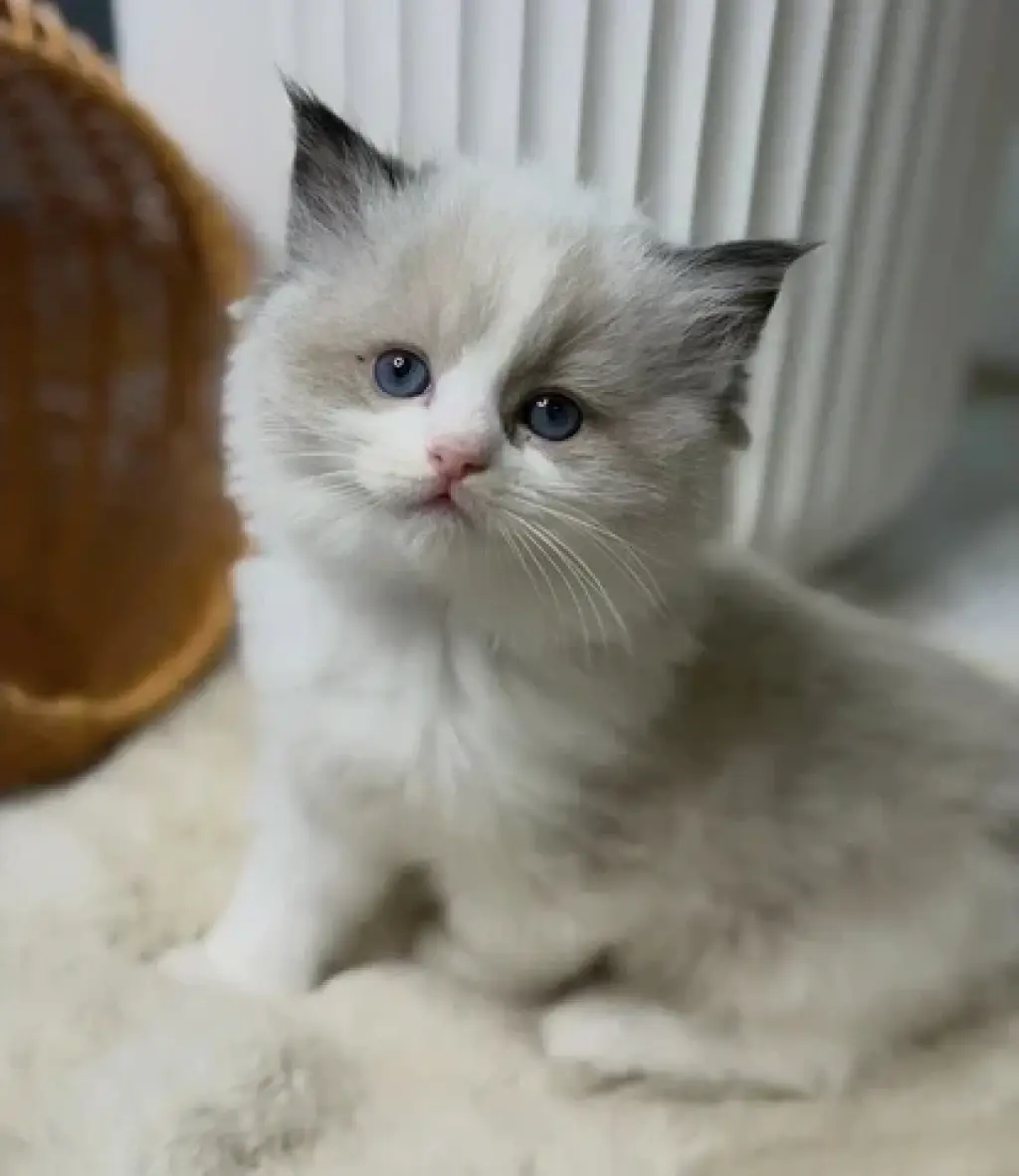 Ragdoll Kittens For Sale