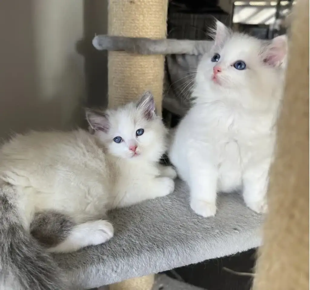 2 Ragdoll Available