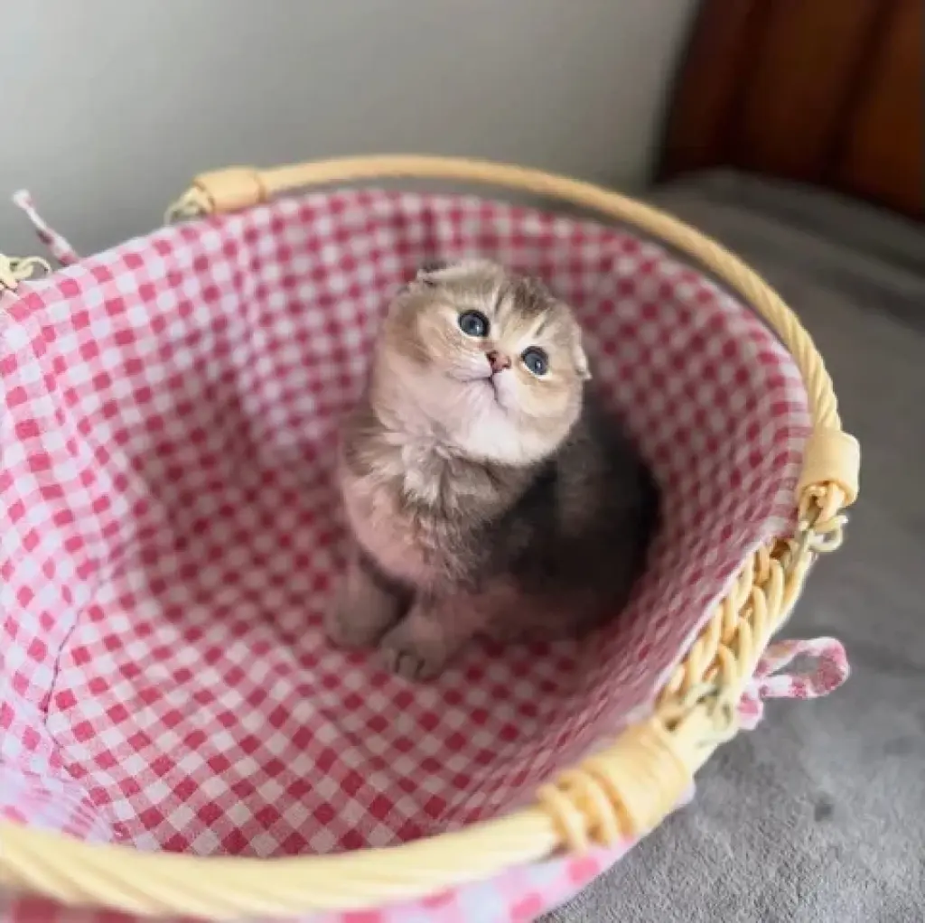 Scottish Fold  Disponible