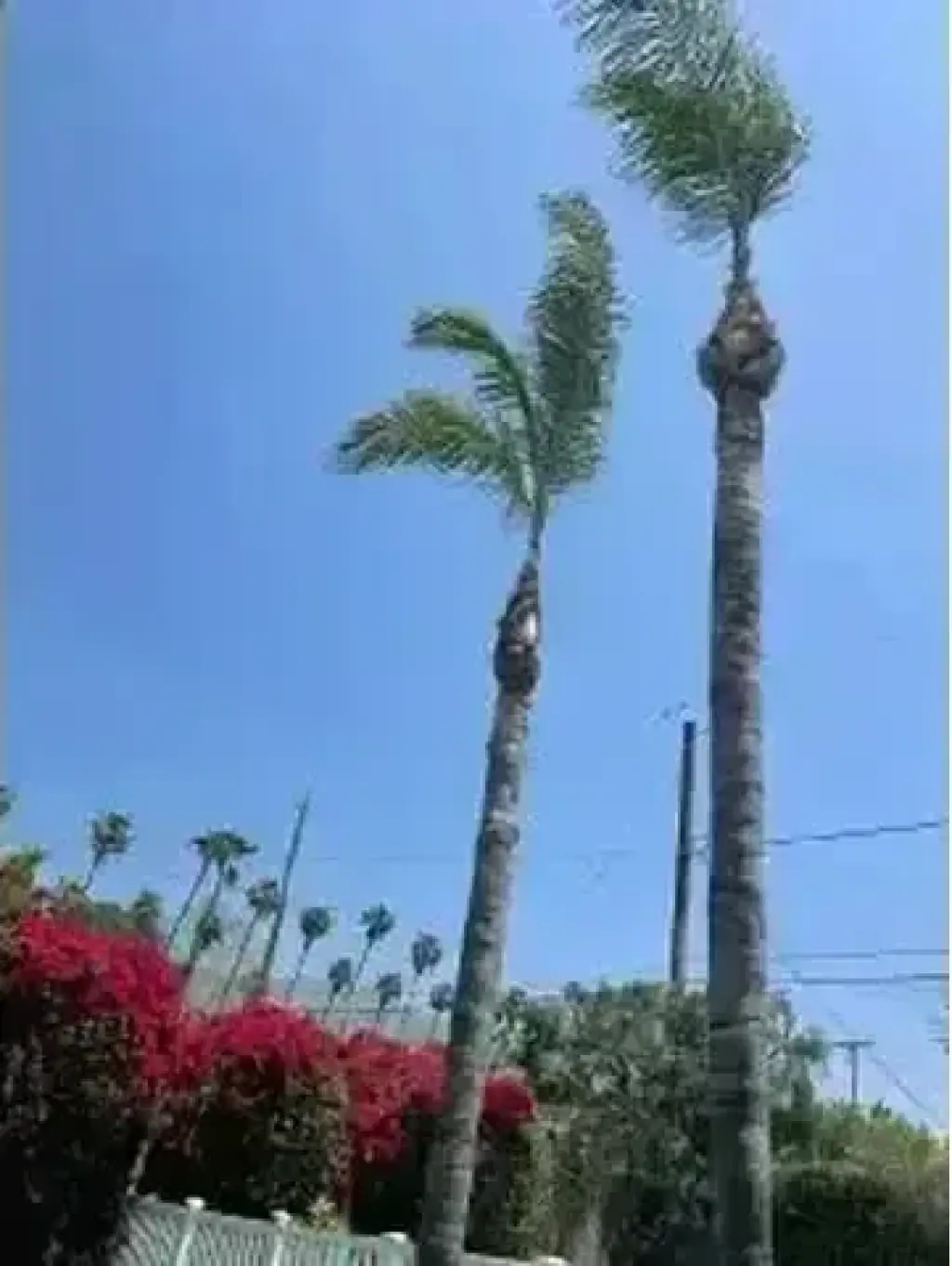 SERVICIO COMPLETO DE ÁRBOLES