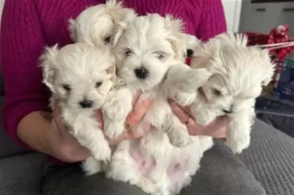 Disponible Macho Bichon Maltes
