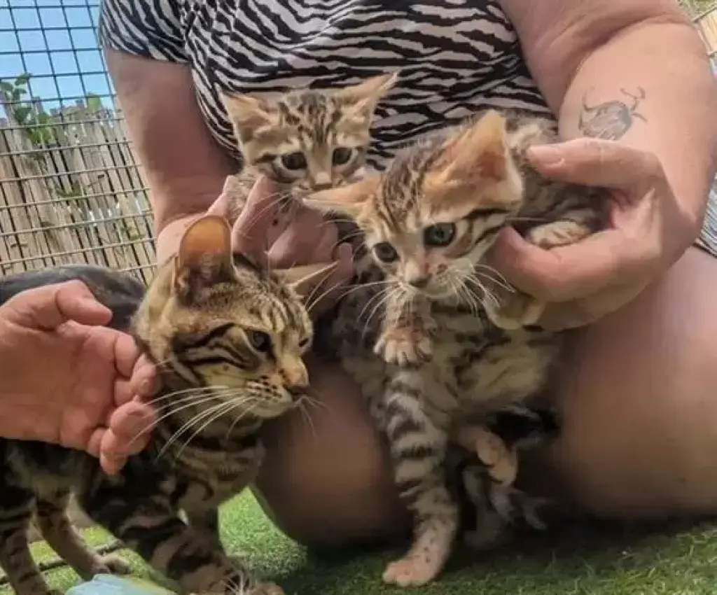 Four TICA registered kittens