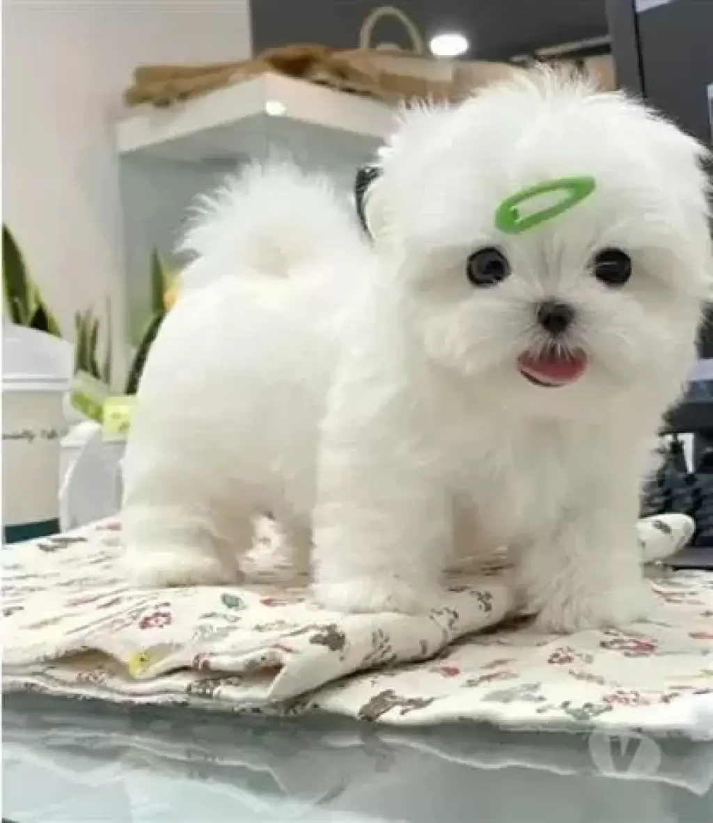 Bichón Maltés Mini Toy,UPDATED