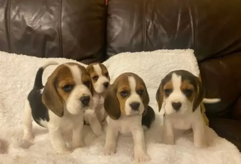 Gorgeous Beagle Puppies ready