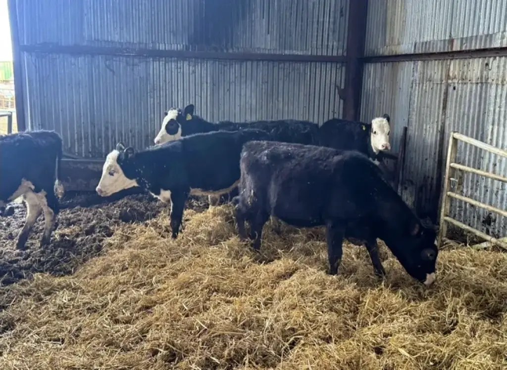 6 F1 Wagyu Cow–Calf Pairs