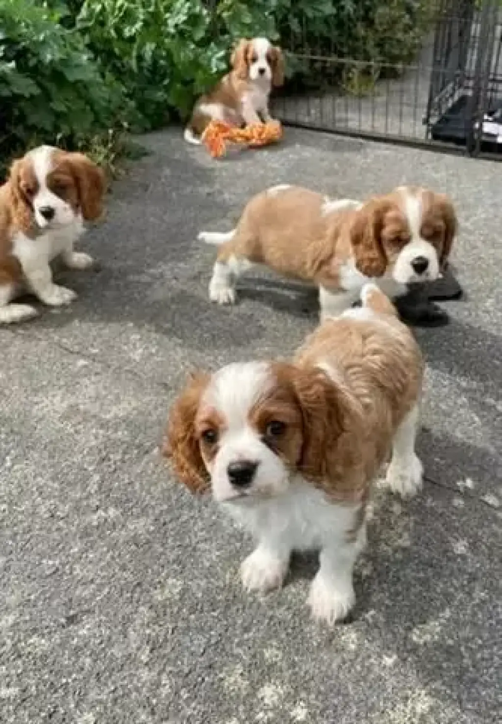 Cavalier king Charles puppies