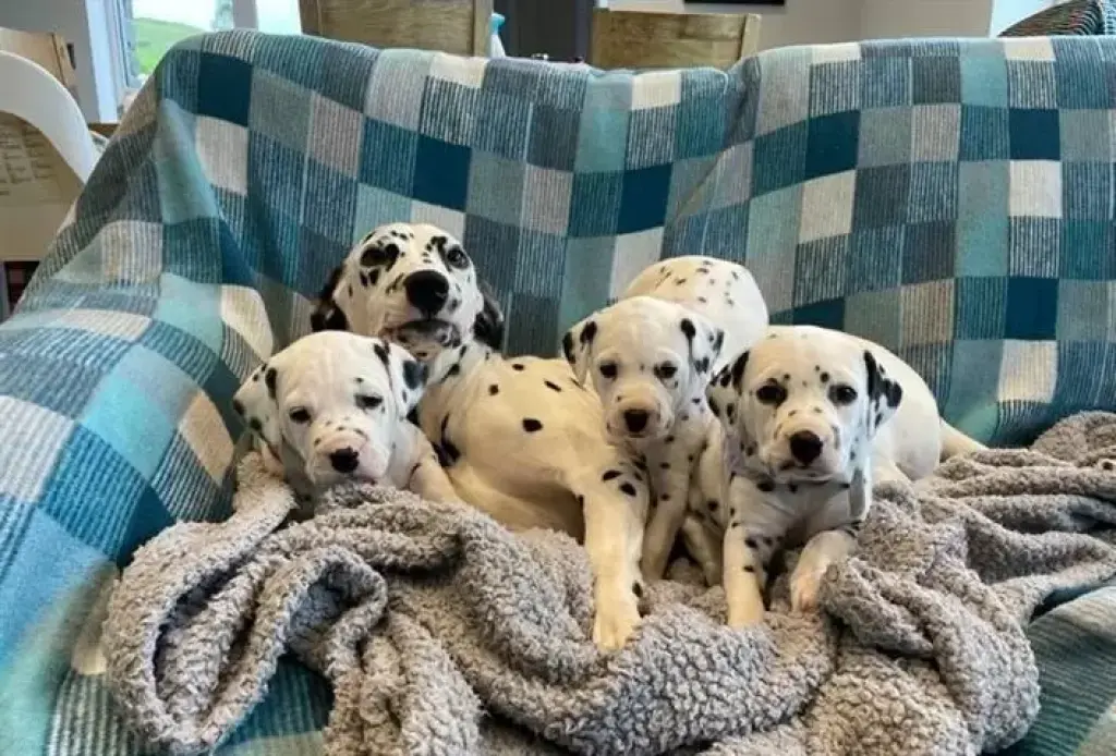 Gorgeous dalmatian puppies