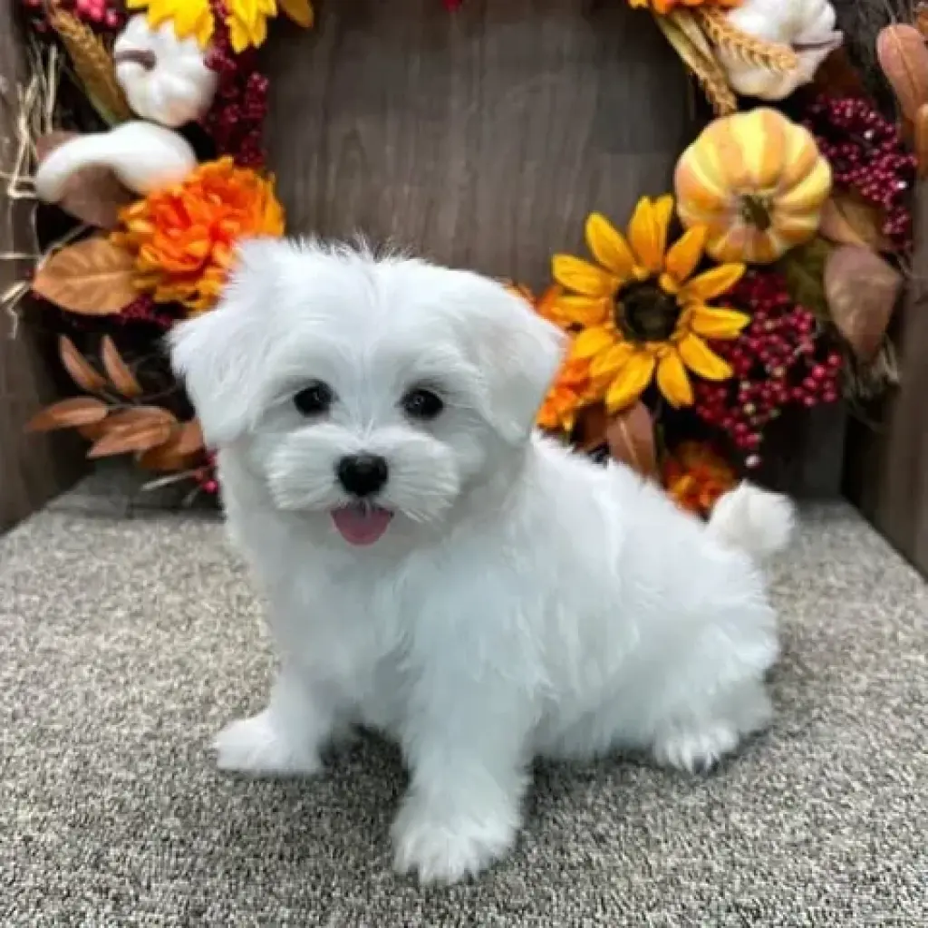 Female  Maltese puppies