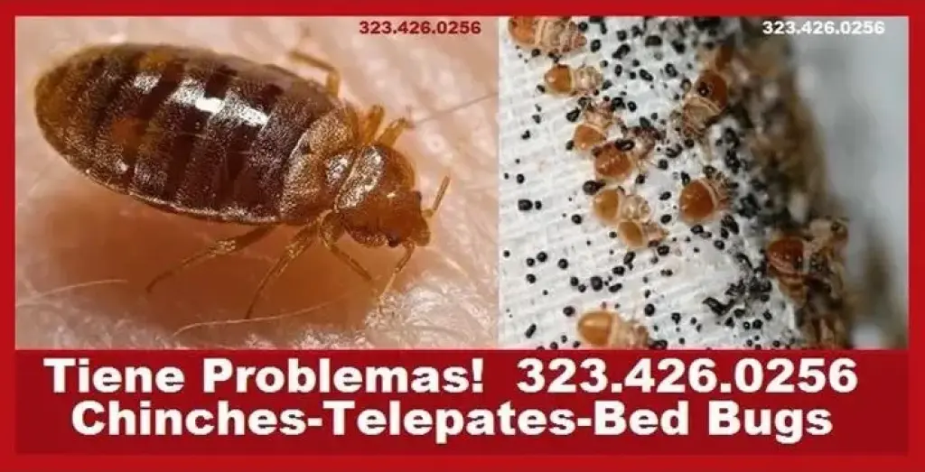 NO DEJES QUE INVADAN TU HOGAR