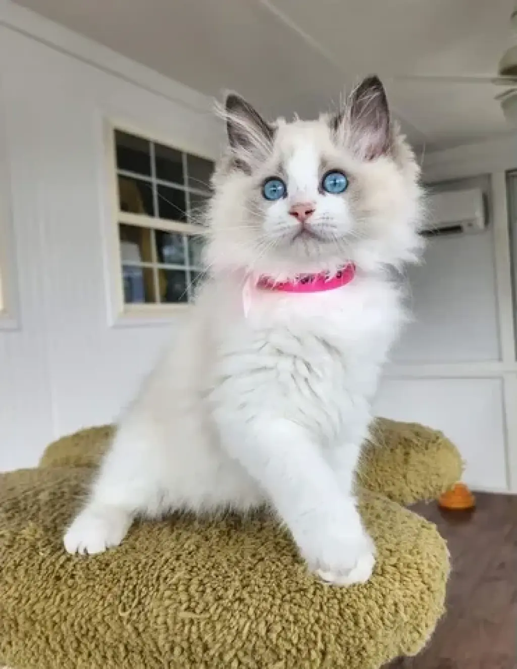 BELLEJOY Ragdoll Kittens Ready