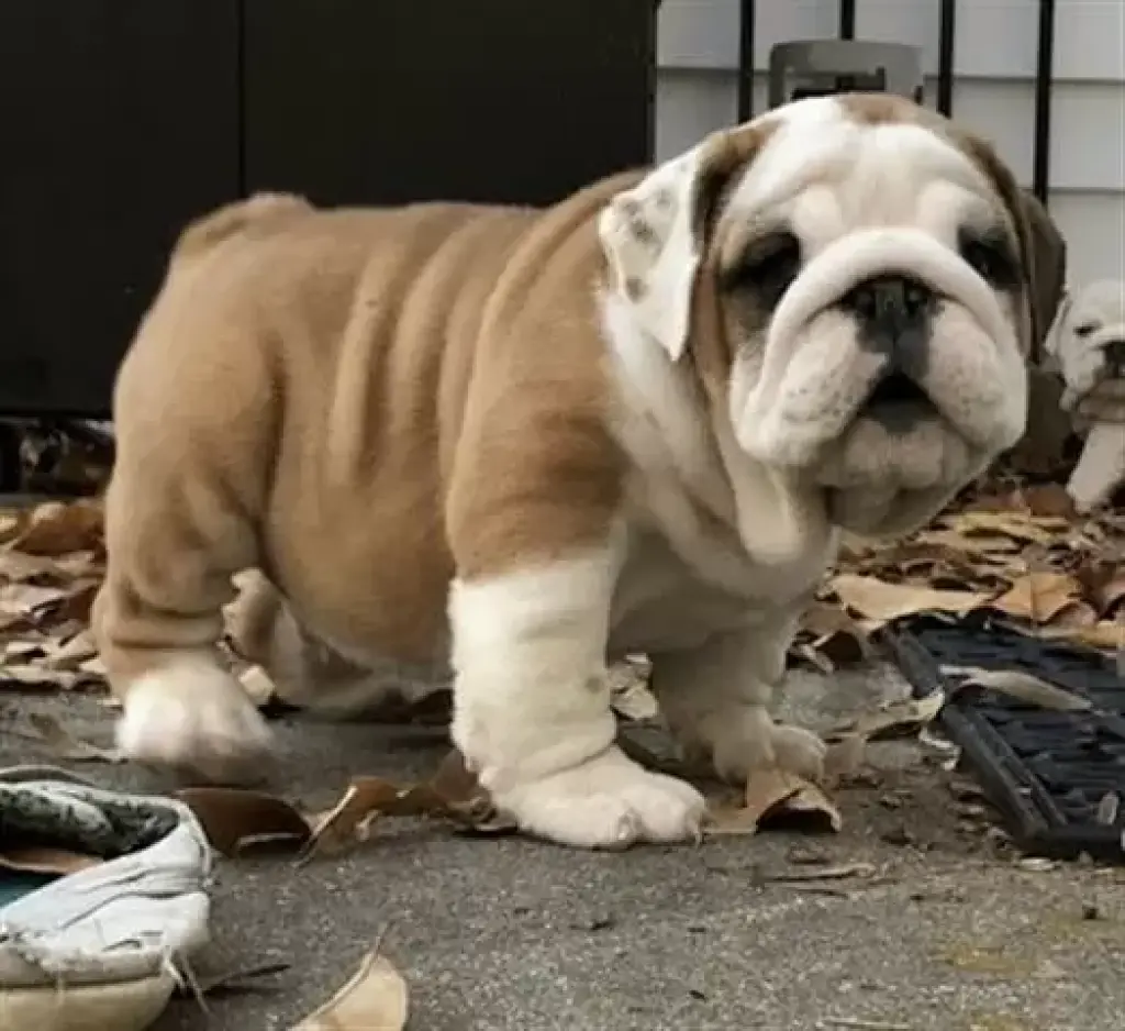 BULLDOG INGLES SÓLO MACHOS