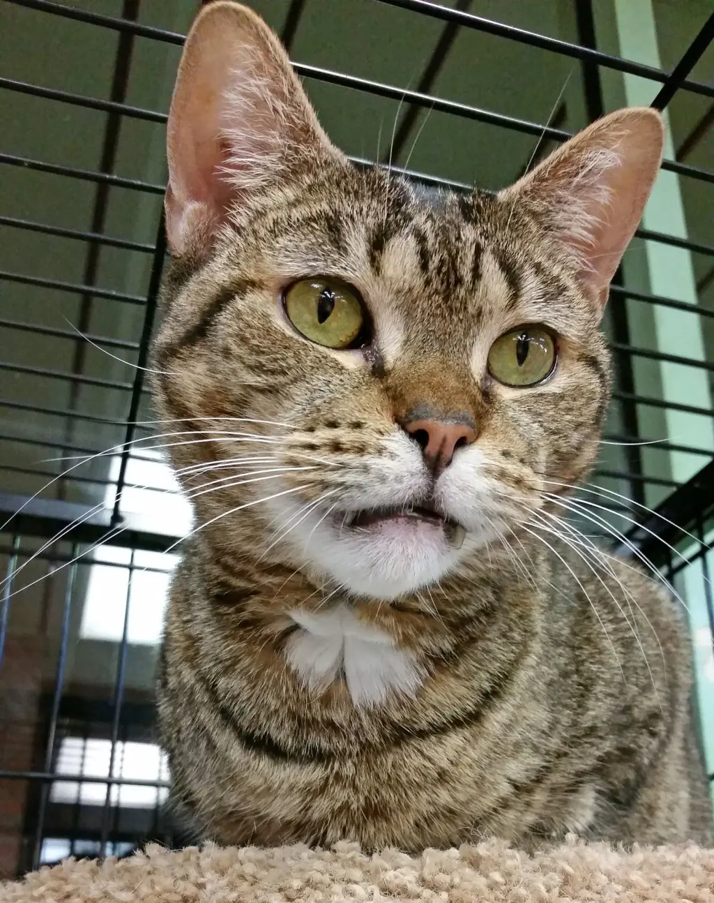 Jasmine