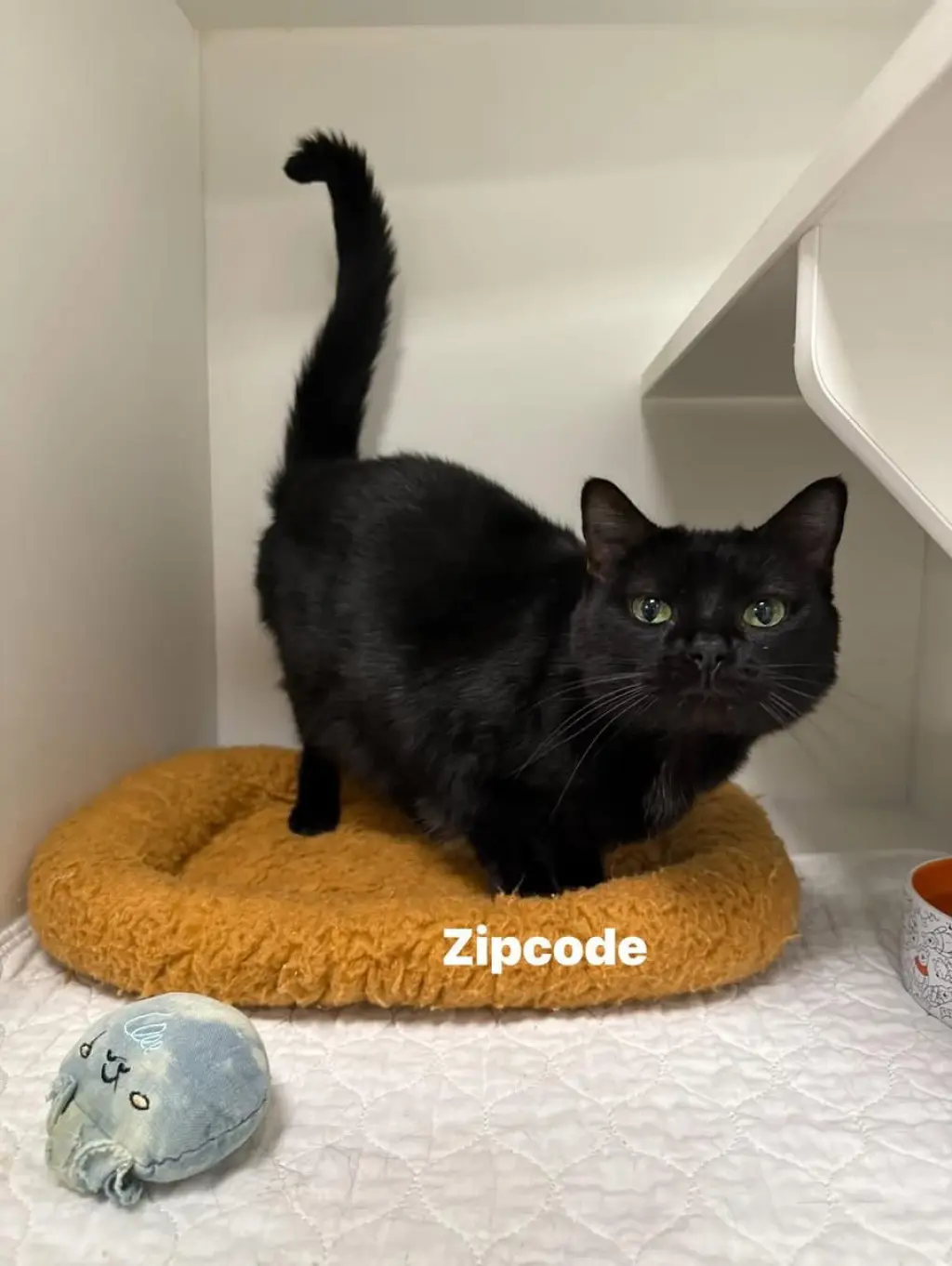 Zipcode