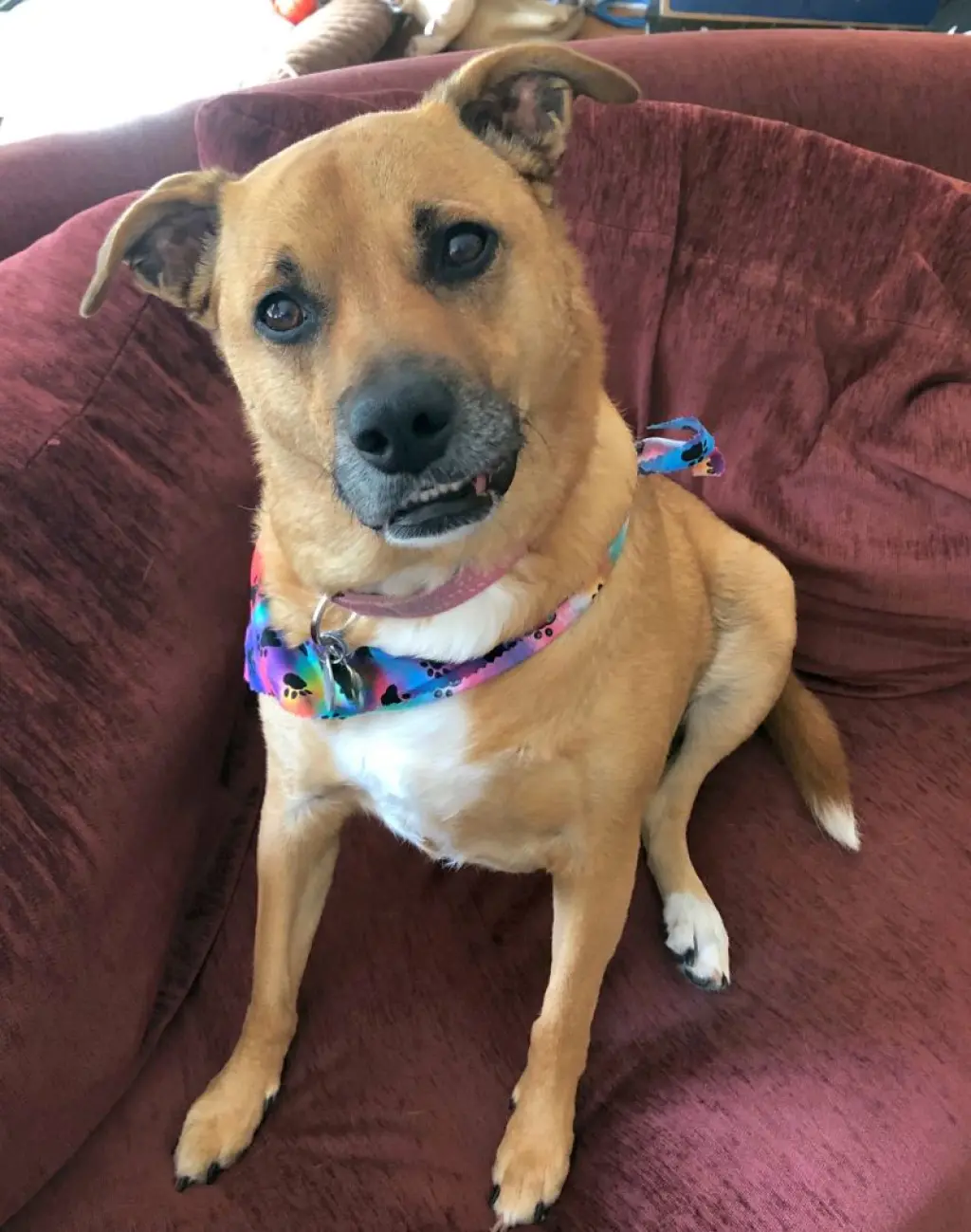 Shelby (SADIE)