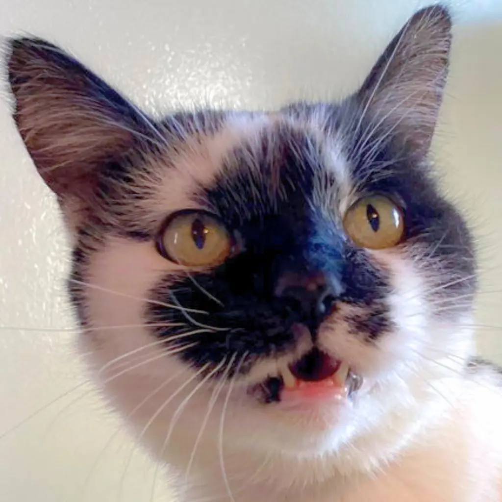 Nicolette [Permanent Foster]
