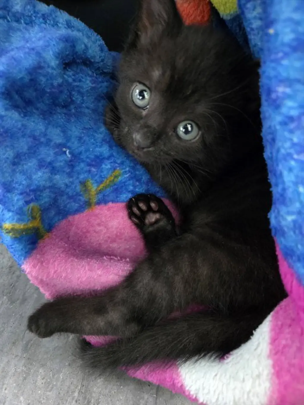 BO