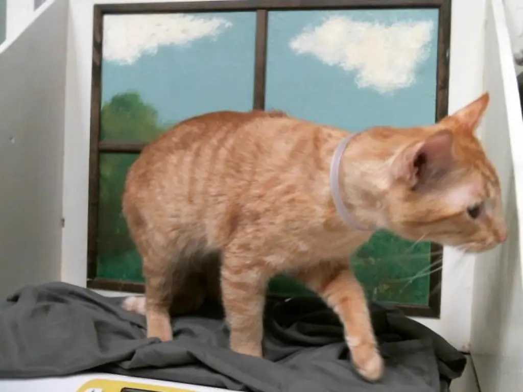GARFIELD