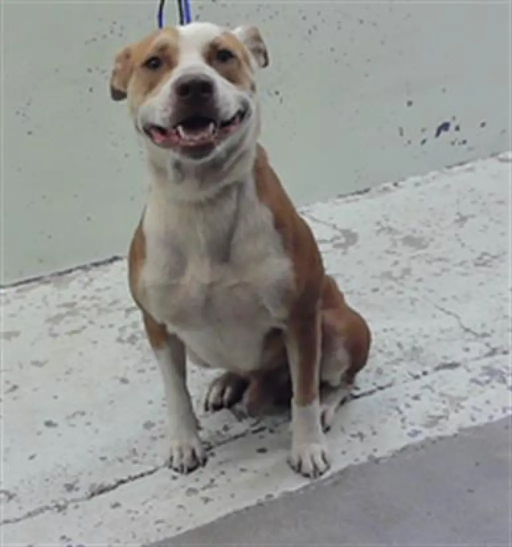 BENNY