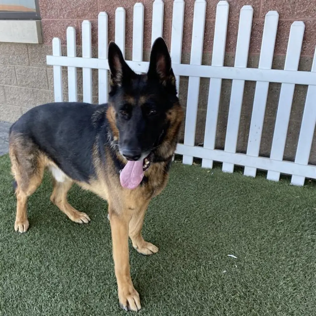 KODA