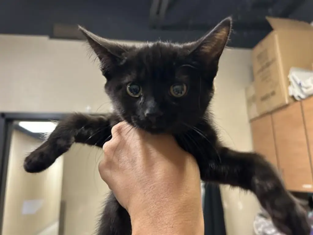*NALA