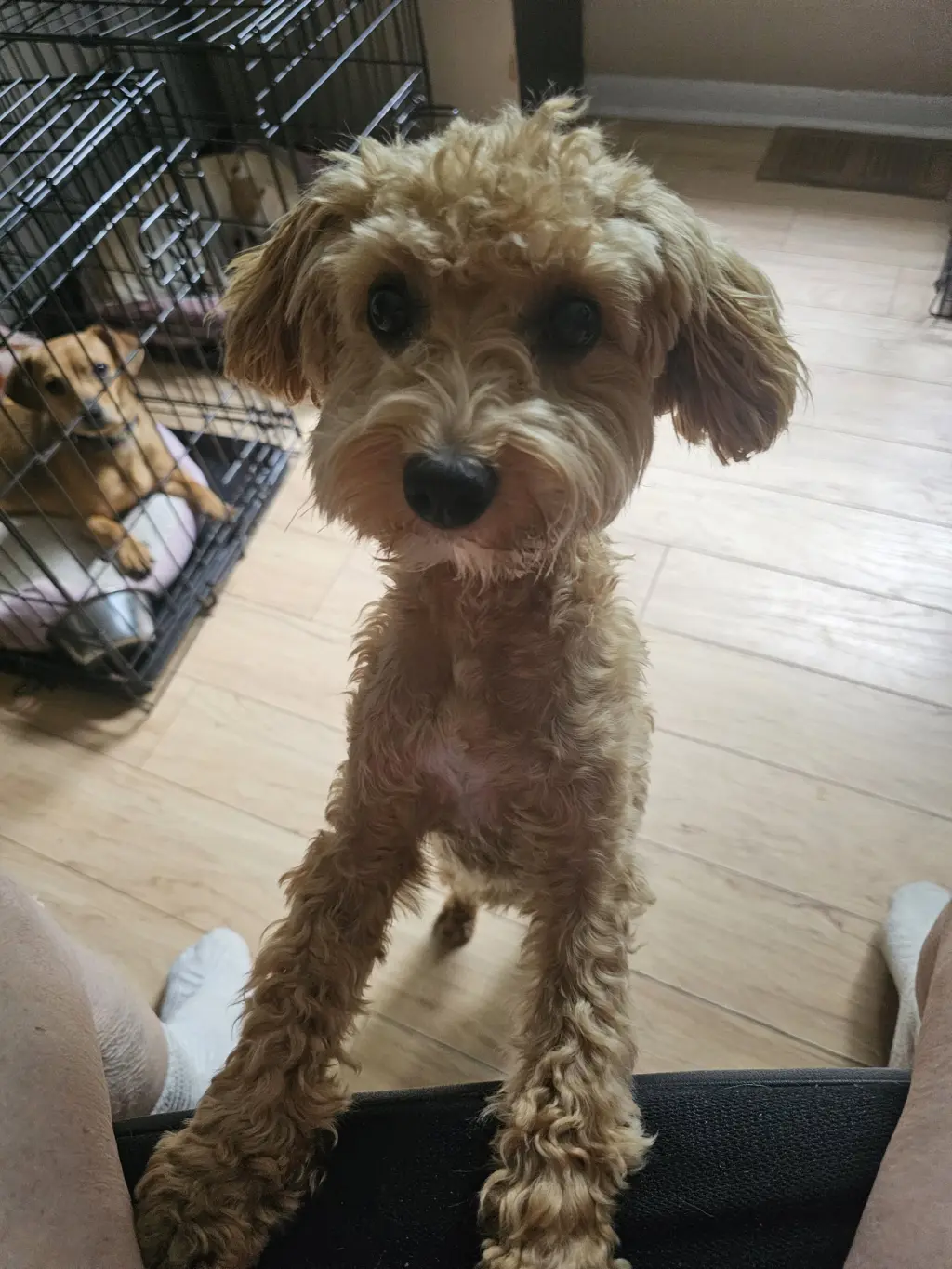 LOUIE