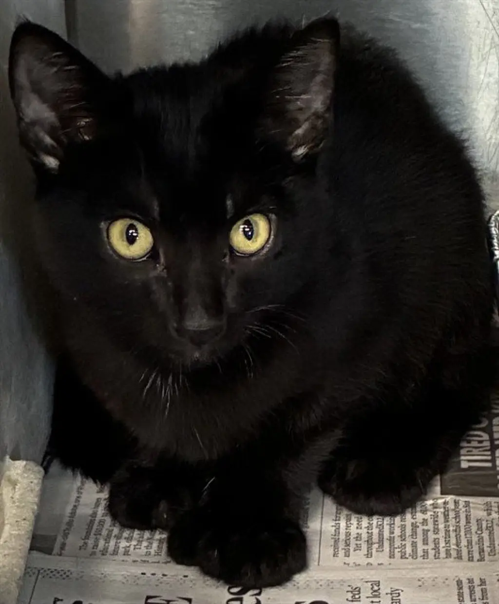 COAL TRAIN