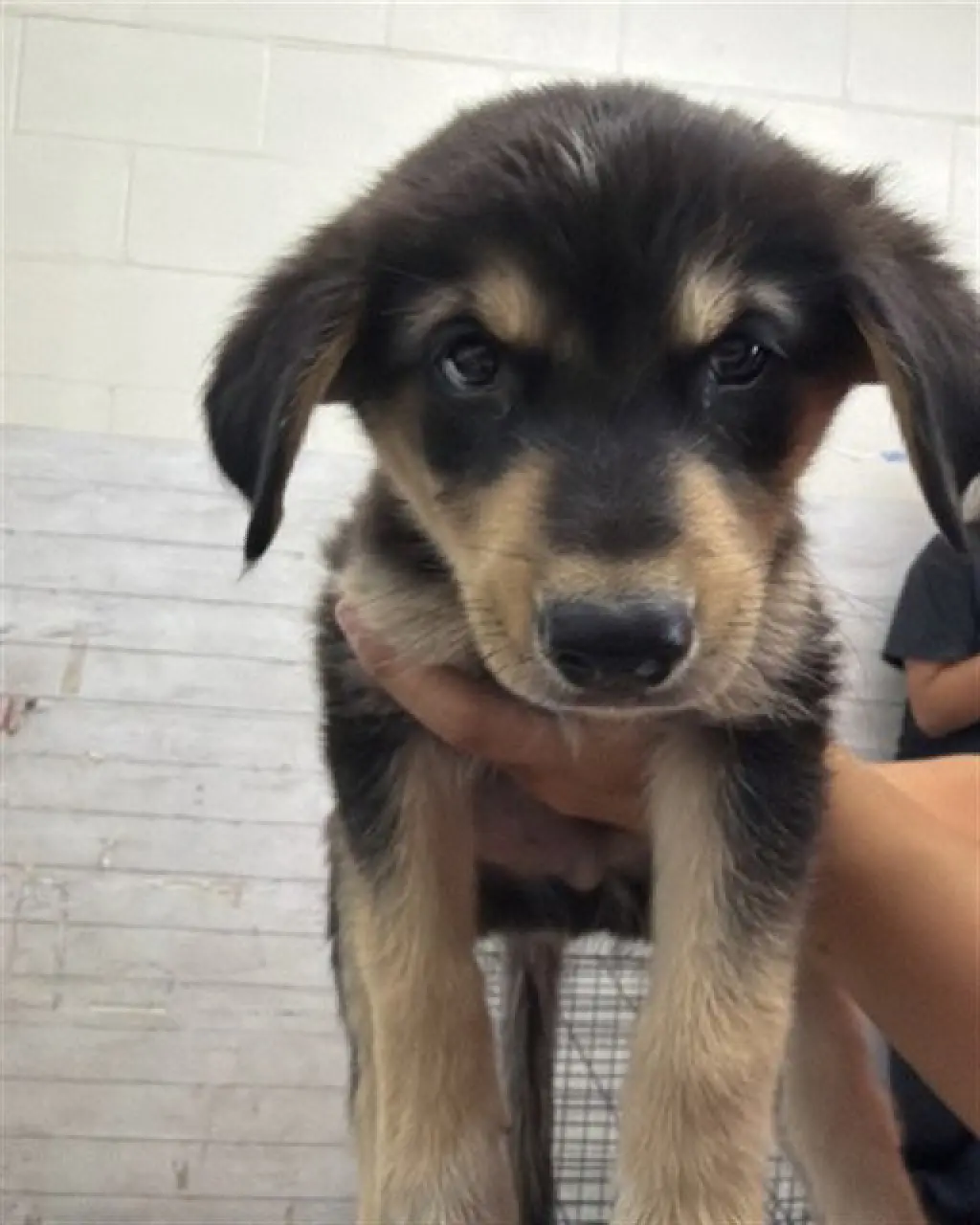 COBBLER