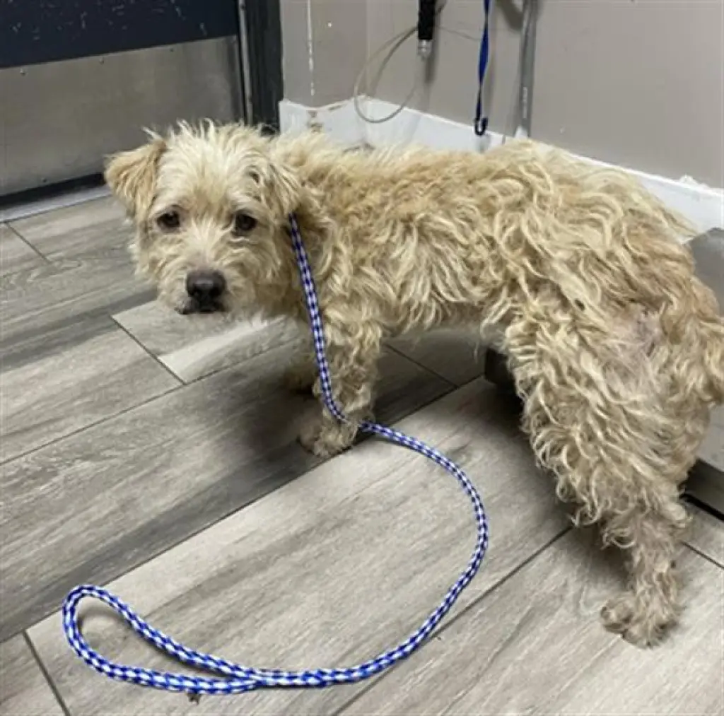 PLUTO- PENDING ADOPTION