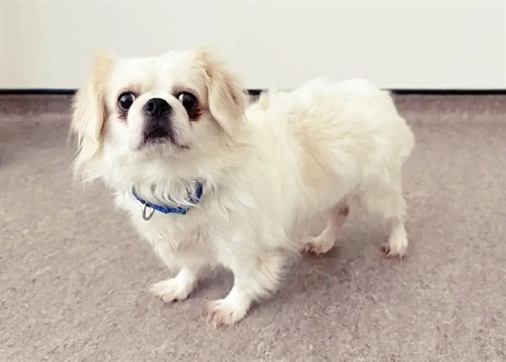 SNOWBALL