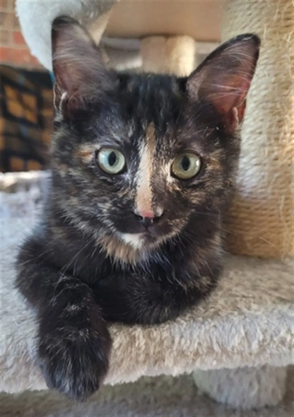 NEKO