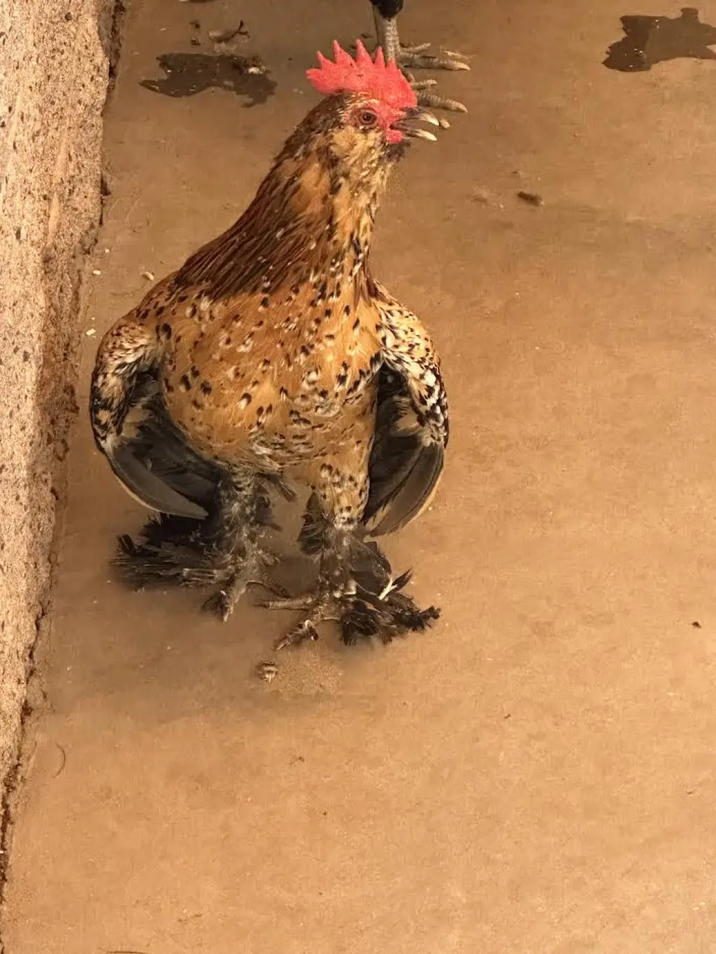 *ALBERT EGG-STEIN