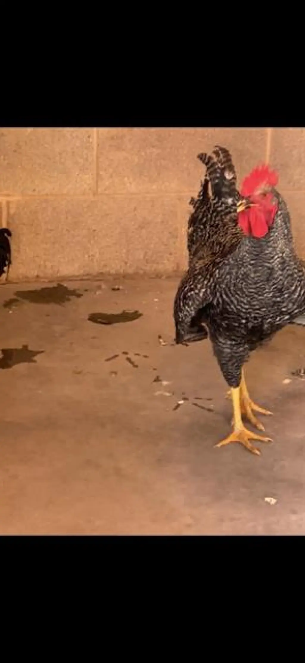 *CLUCK NORRIS