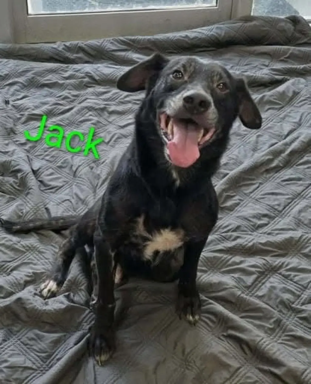 Blackjack Dixon