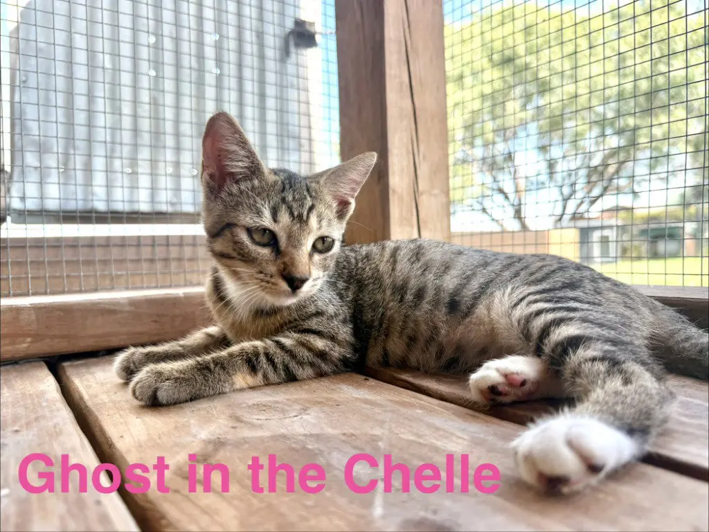 Ghost in the Chelle