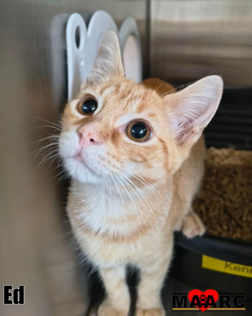 Ed