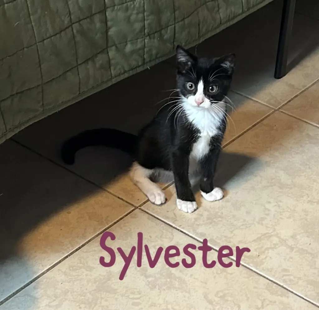 Sylvester