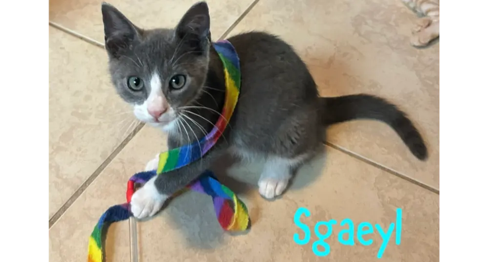 Sgaeyl
