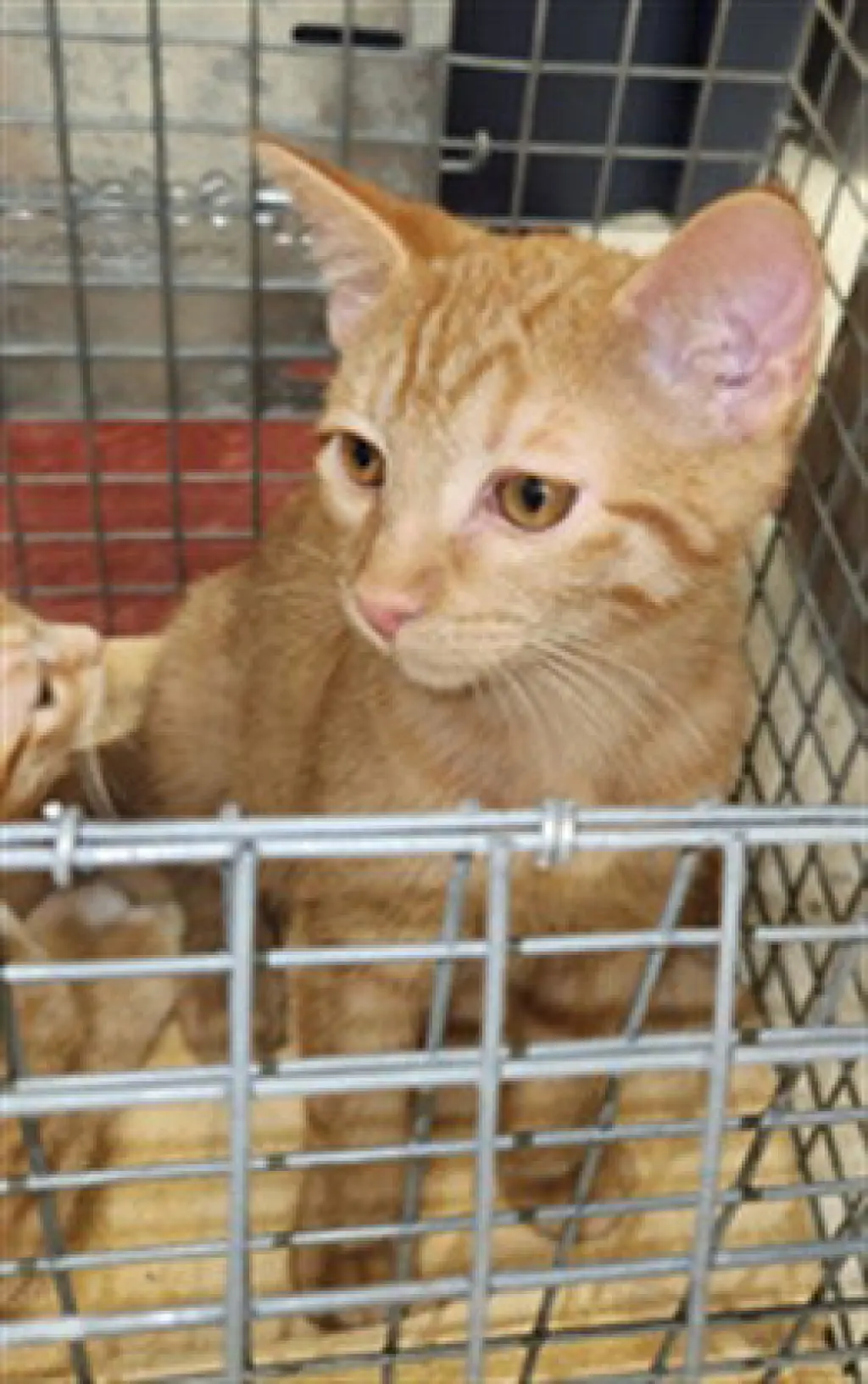 TATOR TOT