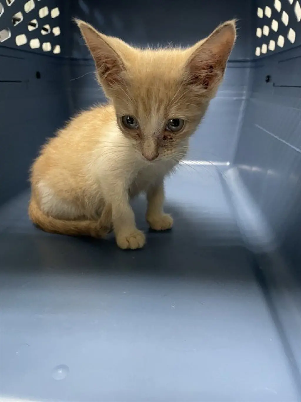 MACI