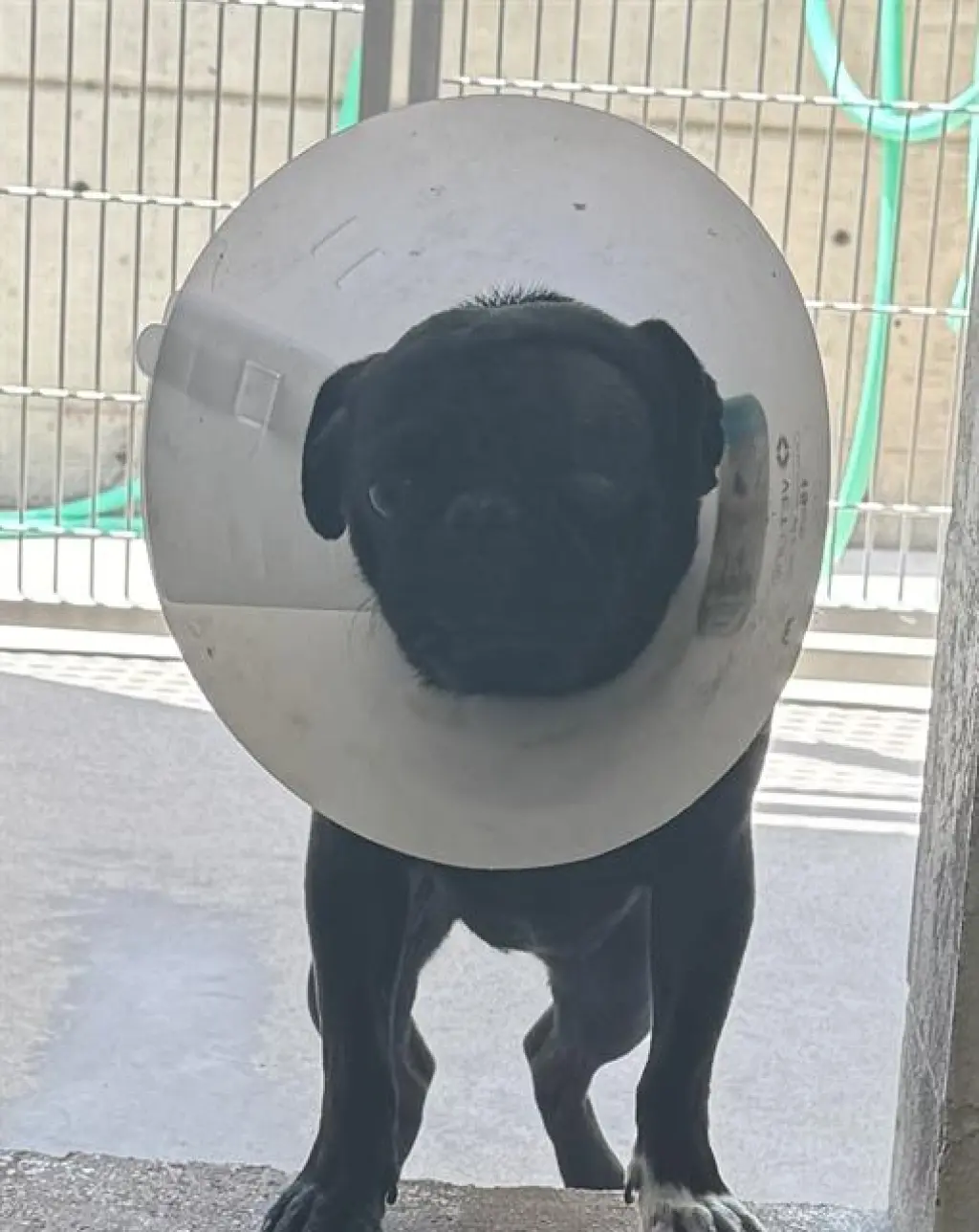 PUGSLEY