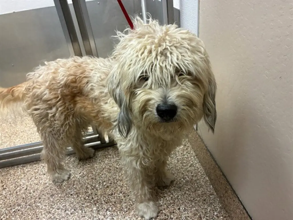 SHAGGY