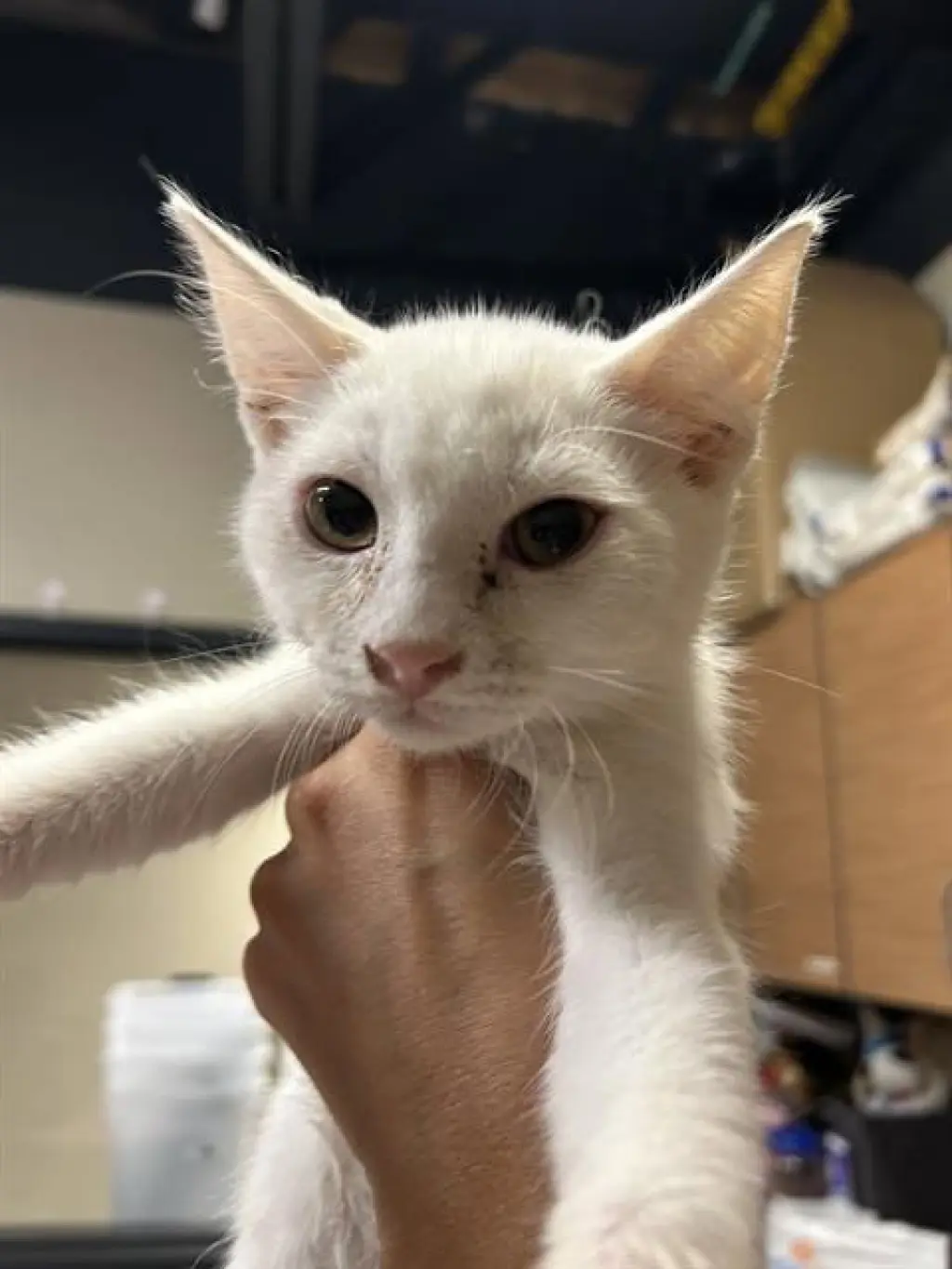 *GOOP