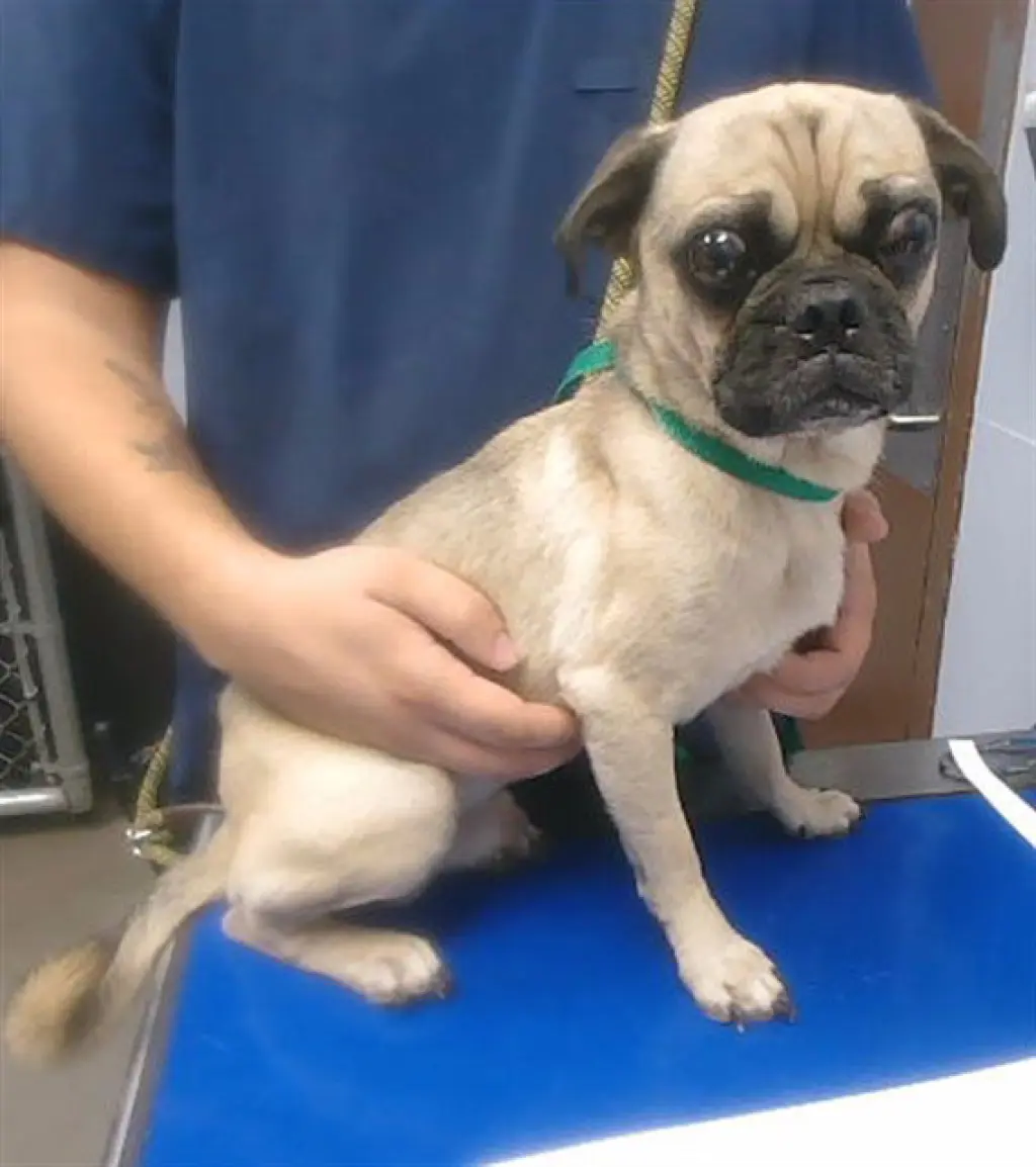 MR PUGGSTER