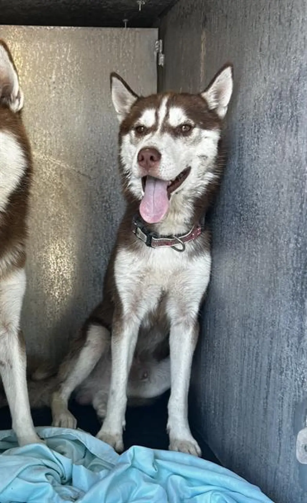 SAM