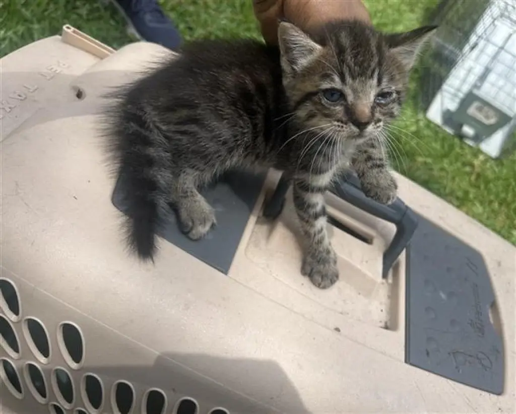 PIP