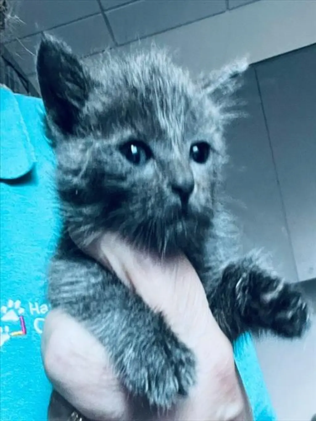 NERMAL